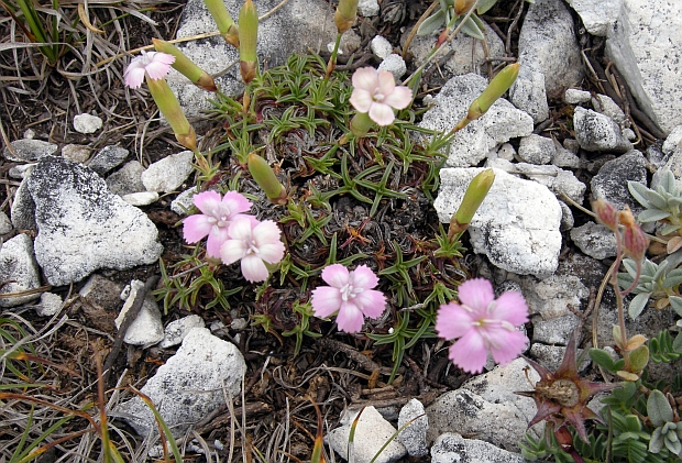 Dianthus sylvestris